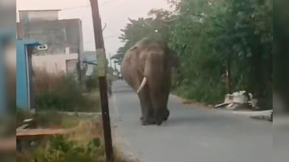 elephant came on road school bus collides with pole