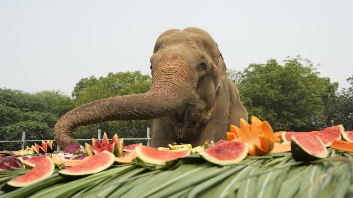 elephant rescue bhola celebrates 15 years of freedom wildlife sos