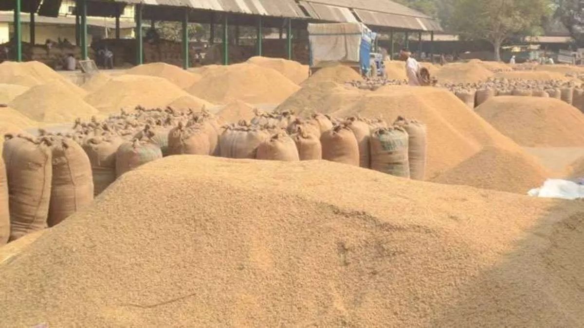 paddyprocurementstallsinpilibhitgovernmentsystemcollapsesfarmersfacelongwaitsinmarkets