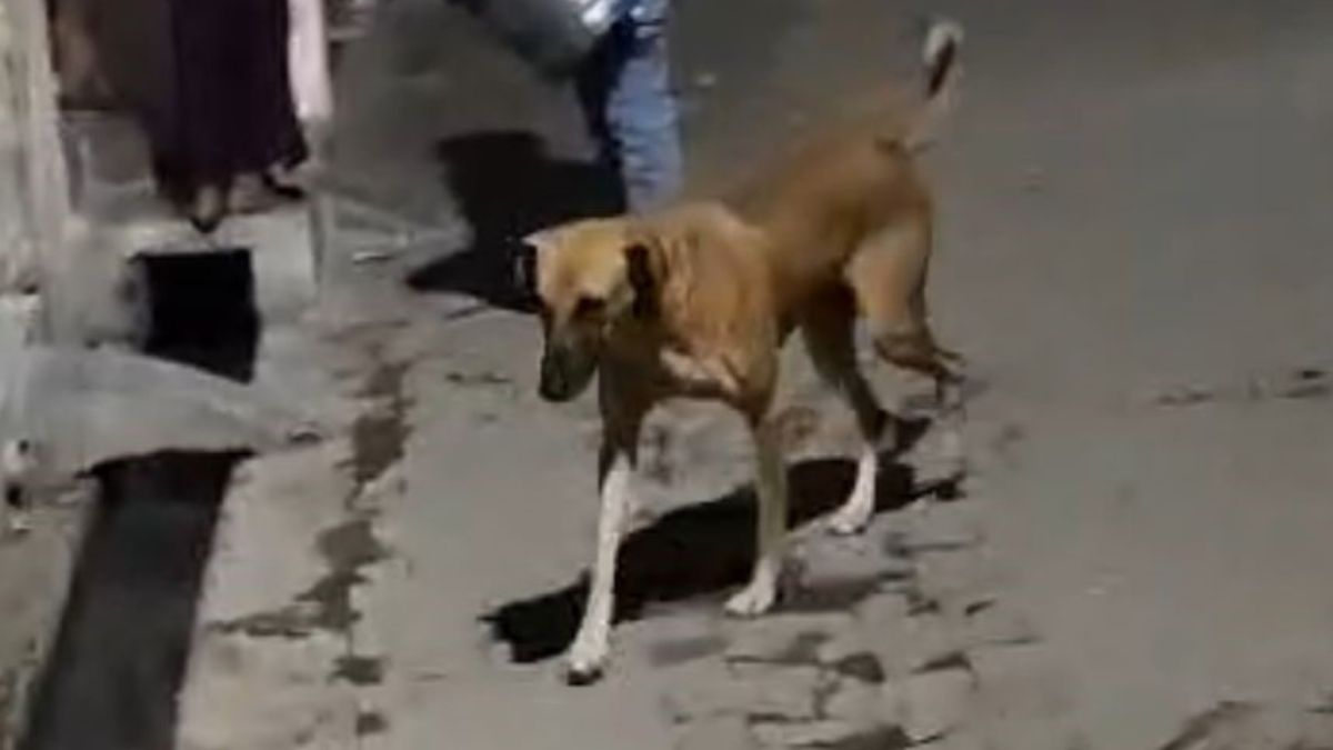 a local breed pet dog bit a playing girl leaving her with a deep facial wound