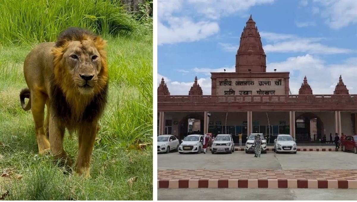gorakhpur zoo lion bharat death confirmed due to epilepsy