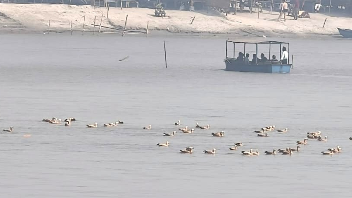 siberian birds flock to ganga banks in up attract tourists