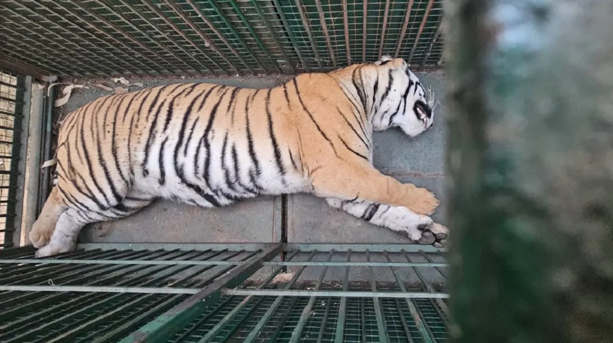 भारत-नेपाल बार्डर के पास वन रेंज होगा बाघिन का नया ठिकाना... अमानगढ़ टाइगर रिजर्व के बाहर घूमने की आदत में पकड़ी गई थी
