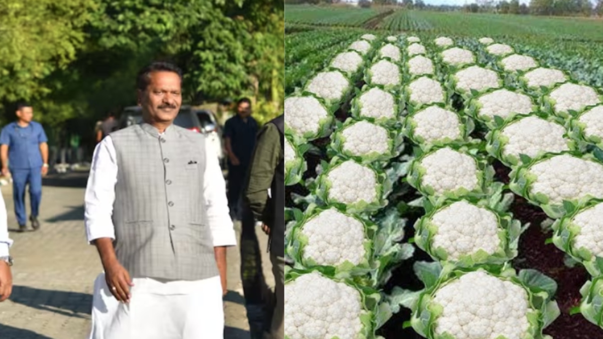 assam ministers cauliflower farming post sparks controversy amid bihar election results