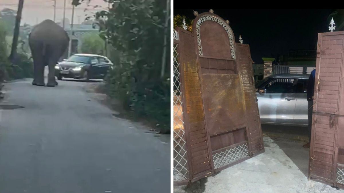 elephant enters sunar village breaks house gate car driver safe