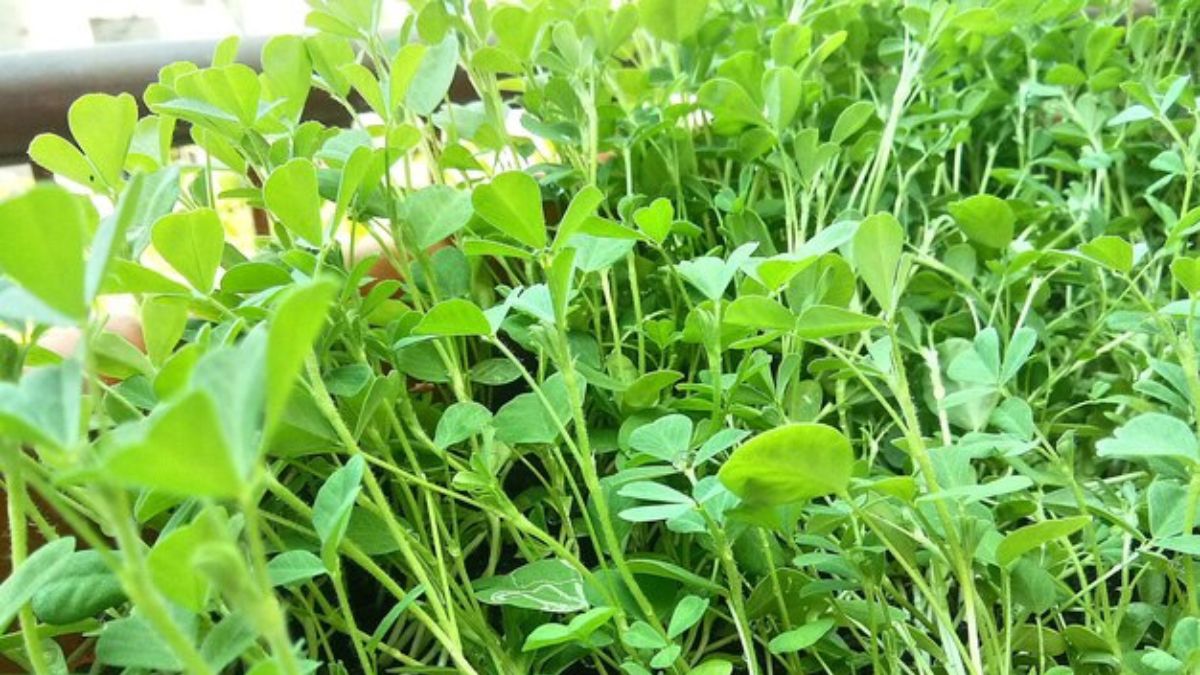 how to grow fenugreek at home 7 easy steps for balcony and terrace gardening