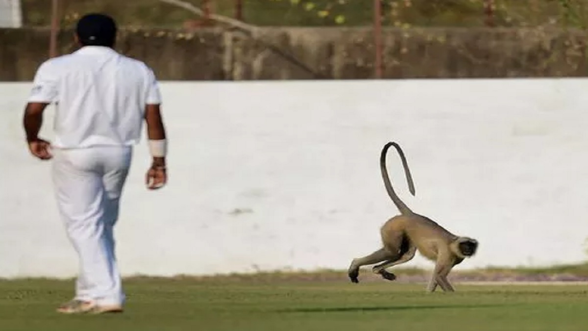 monkey mayhem monkey attacks children at dhanbad golf ground during cricket
