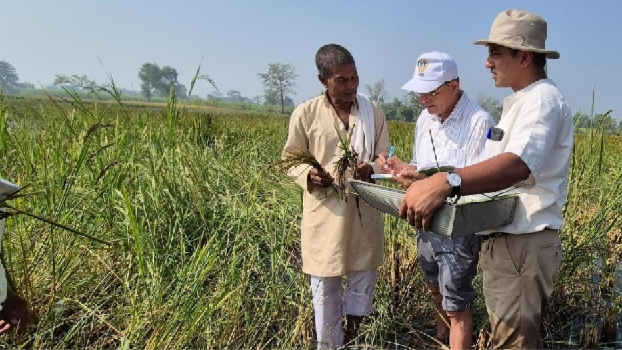 ancient rice varieties found revolutionizing agriculture and health