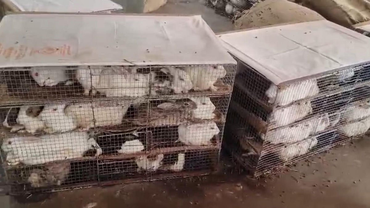 rabbit cruelty uproar at dhanbad railway parcel office over 500 rabbits