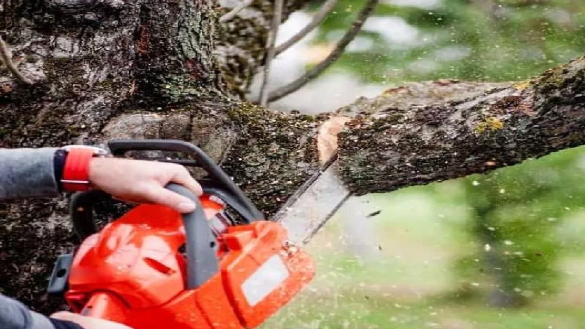online tree cutting permission apply online details rules