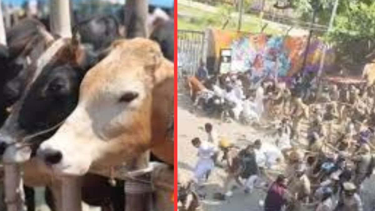 cow head found near temple sparks uproar police lathicharge