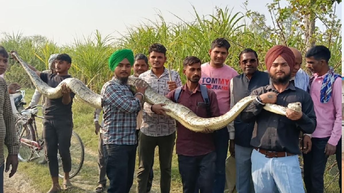 a 15 foot long python was found on a farm and rescued by the forest department