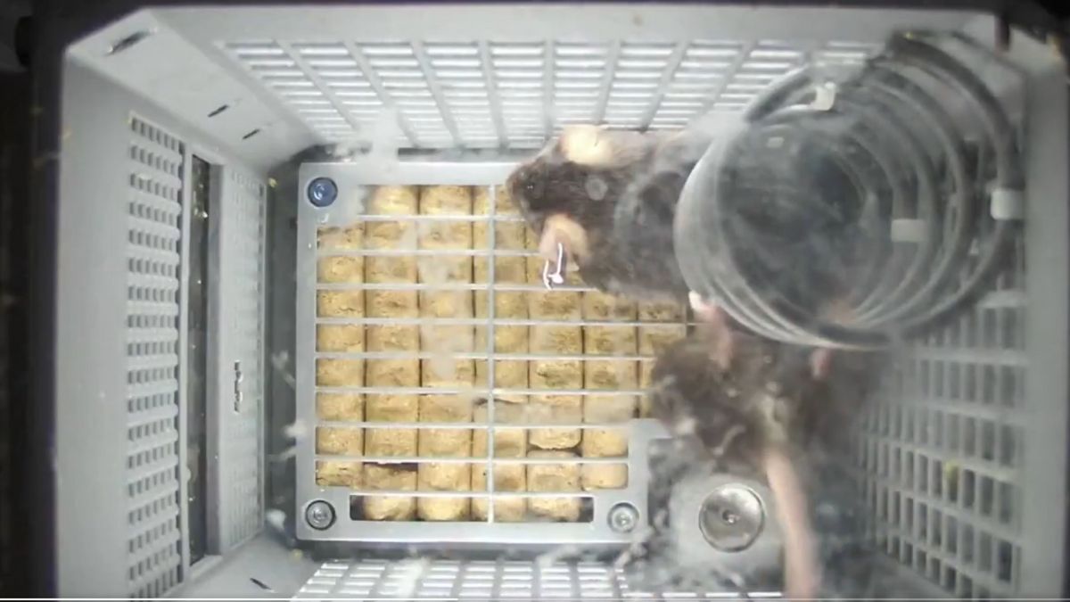 china space mission four mice return from space for research