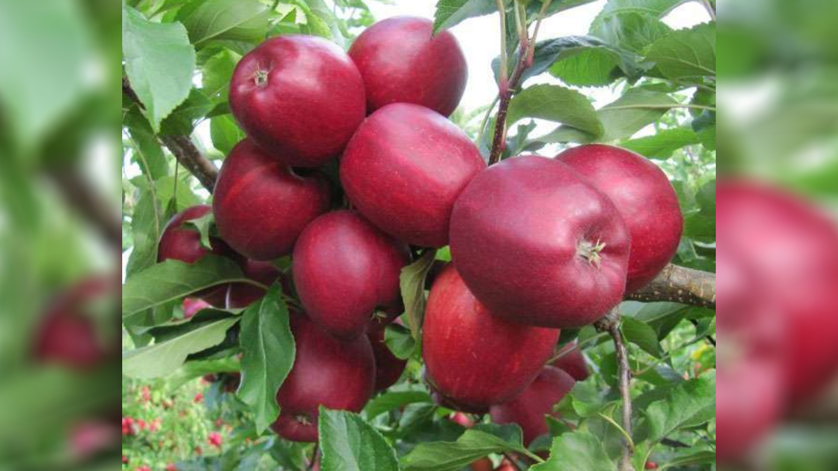 truck driver arrested for selling apple consignment in saharanpur