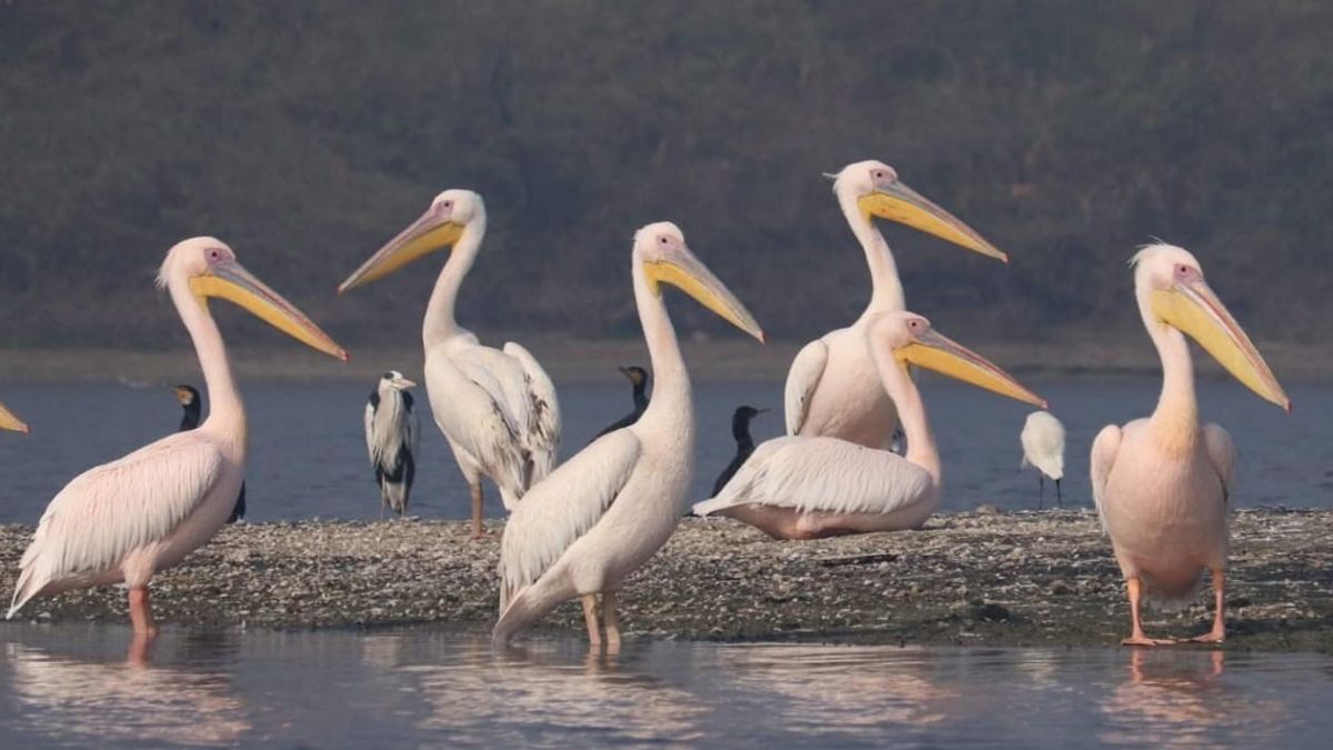 pelicans camped at sursarovar jodhpur jhal and yamuna river banks agra news in hindi