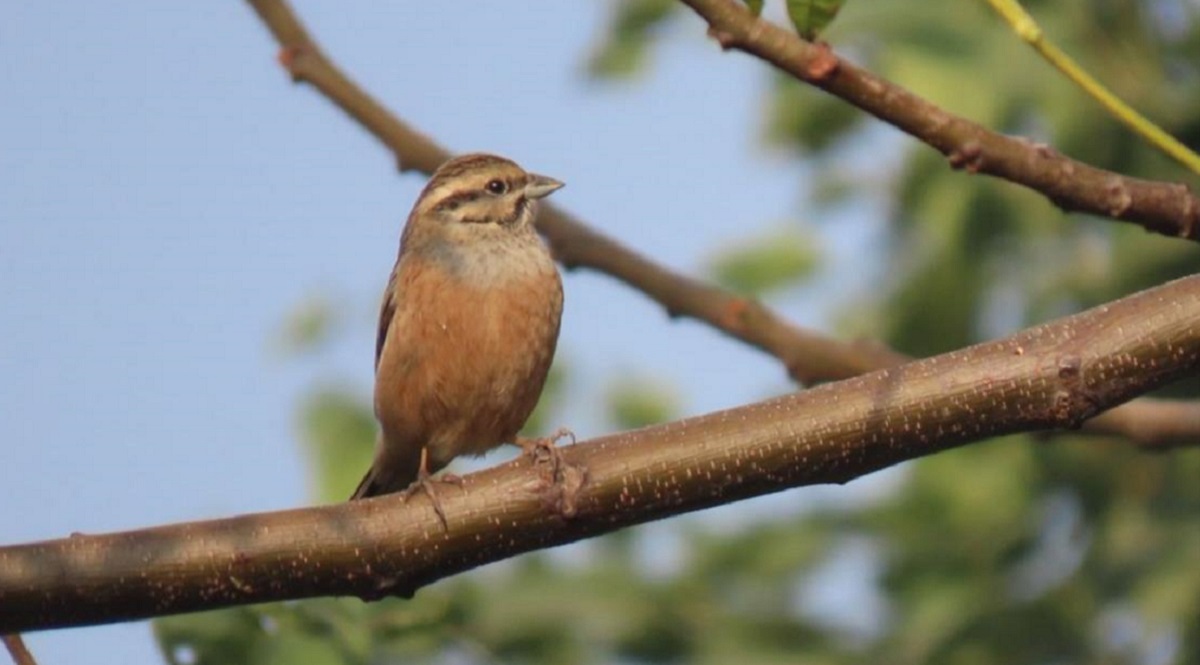 rare rock bunting bird spotted in haiderpur wetland bijnor