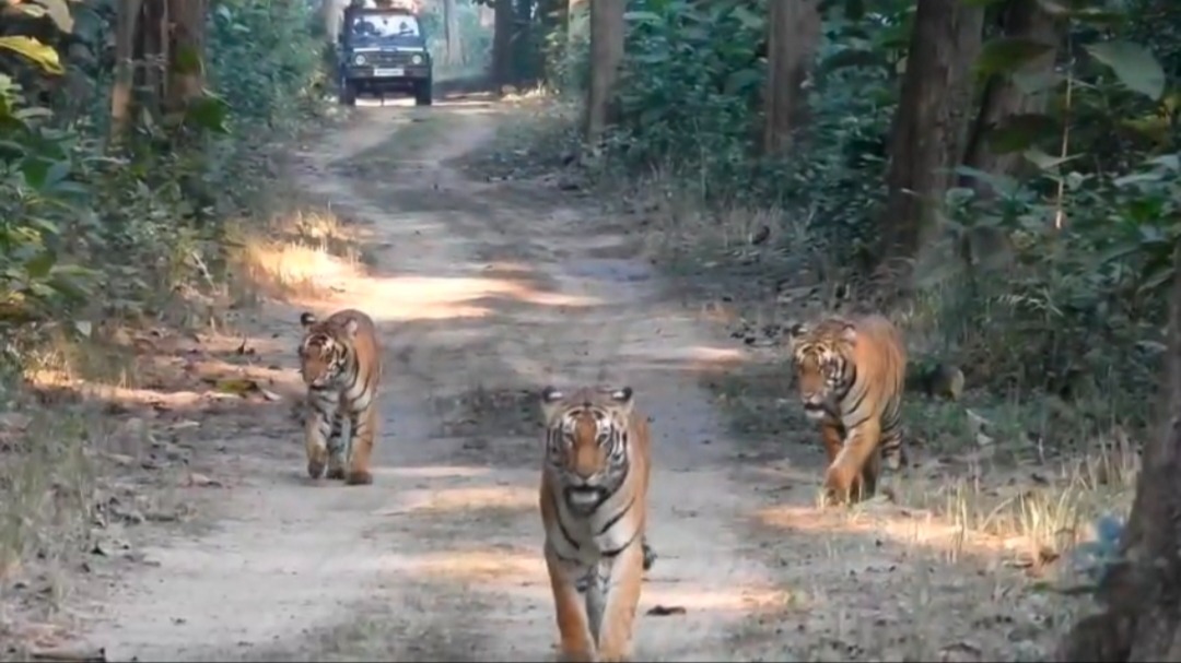 three tigers spotted at dudhwa tiger reserve by delhi tourists