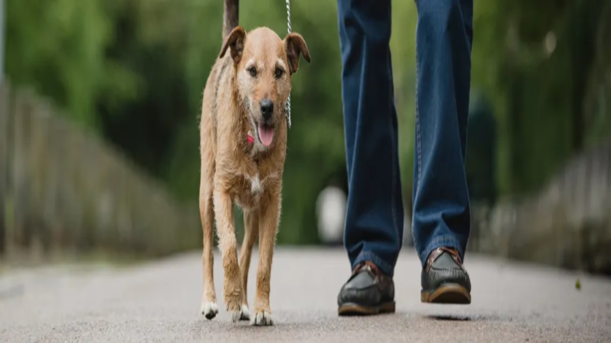 dispute between two groups on dog agra crime