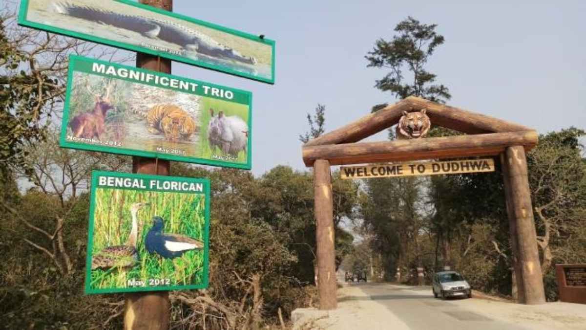 dudhwa national park aerial service resumes road widening project
