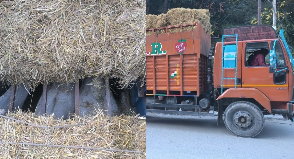 manali police seizes truck loaded with cattle animal cruelty case