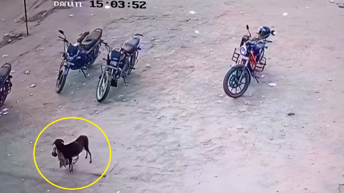 bihar news dog runs away with newborn foetus in its mouth in muzaffarpur