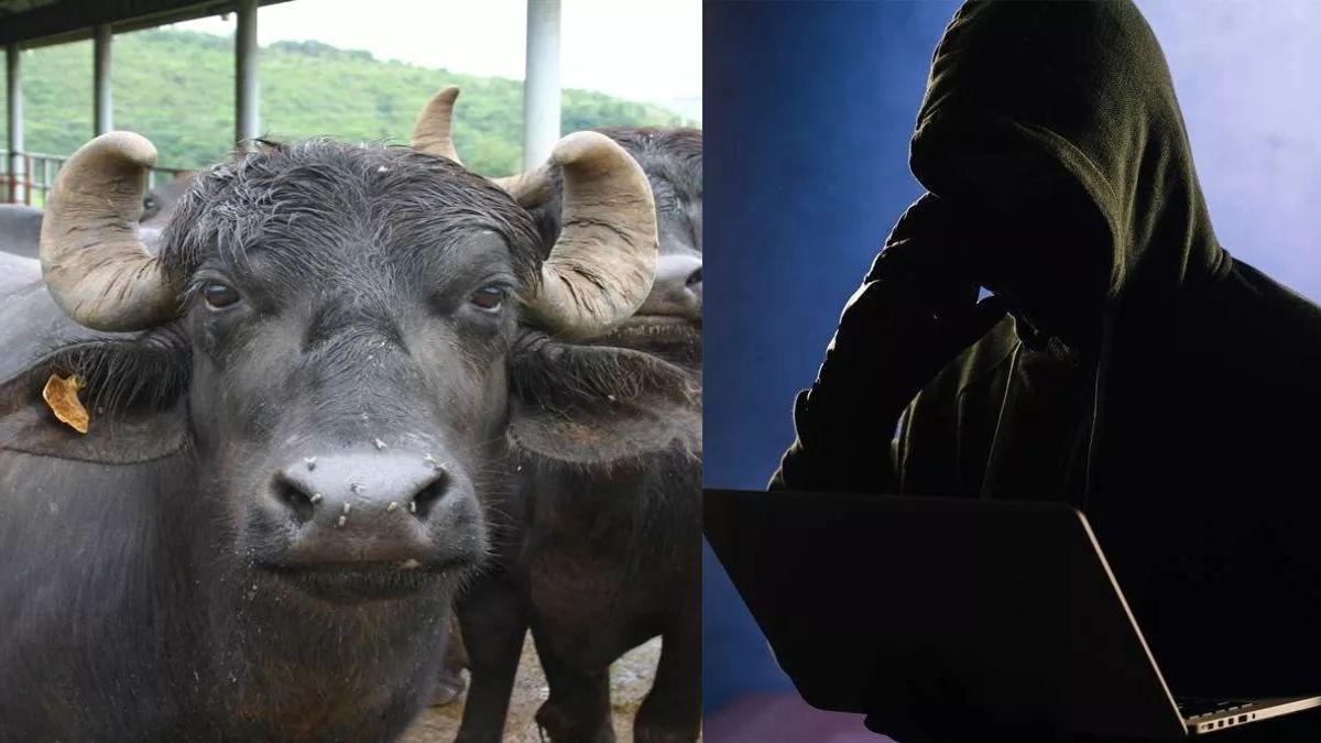 cyber fraud arrest man arrested for online buffalo sale scam in nuh