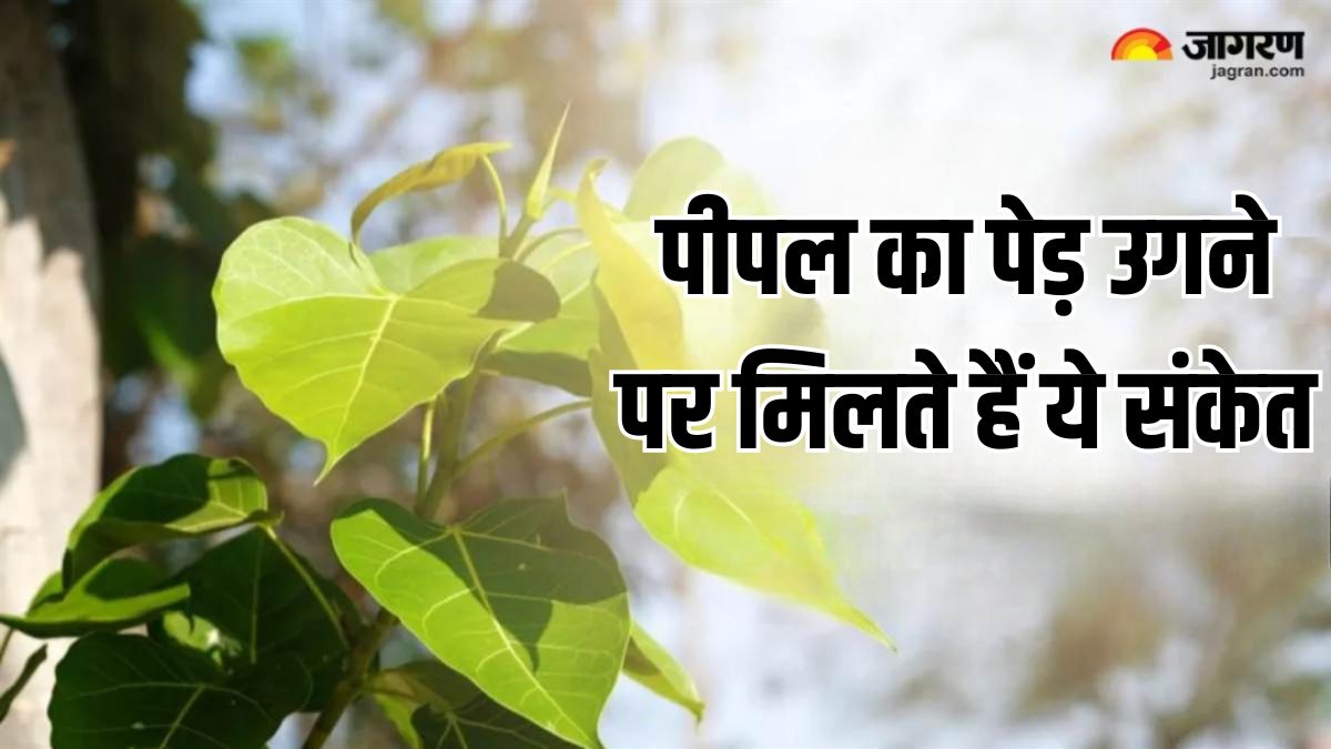 peepal tree these are the signs of growing a peepal tree in the house