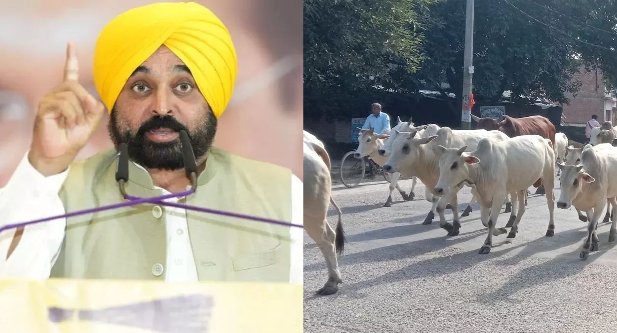 punjab stray animals mann govt launches historic campaign