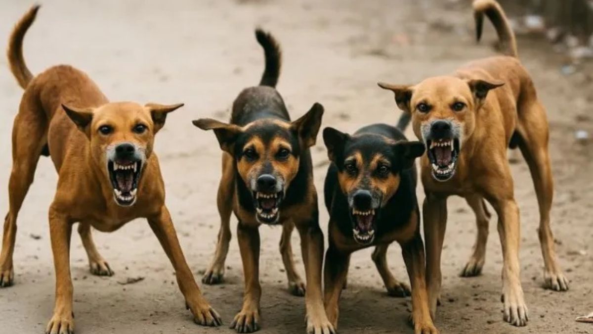 corporationmeetingwithanimalloversfeedingpointswillbemadeforstraydogsinbareilly44pointsidentified