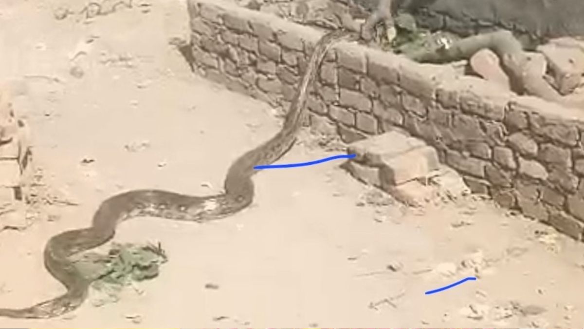 movement in the closed sack when it was opened a python came out mathura latest news