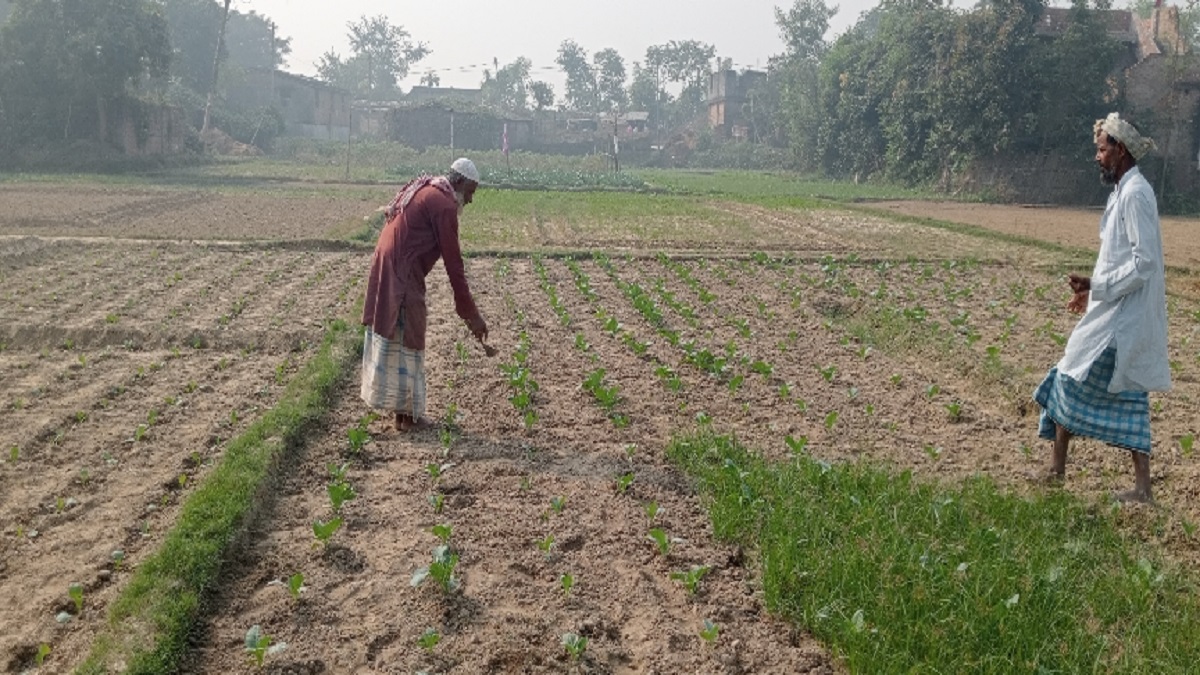 wild boars and nilgai are causing damage to vegetable farming in tardih darbhanga