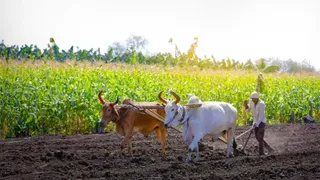 प्रस्तुति के लिए इस्तेमाल की गई तस्वीर। (जागरण)