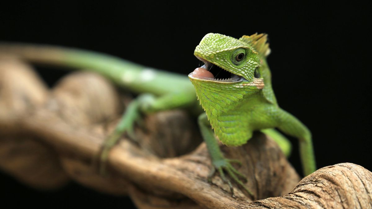 new gecko species discovered in andhra pradesh by zsi scientists