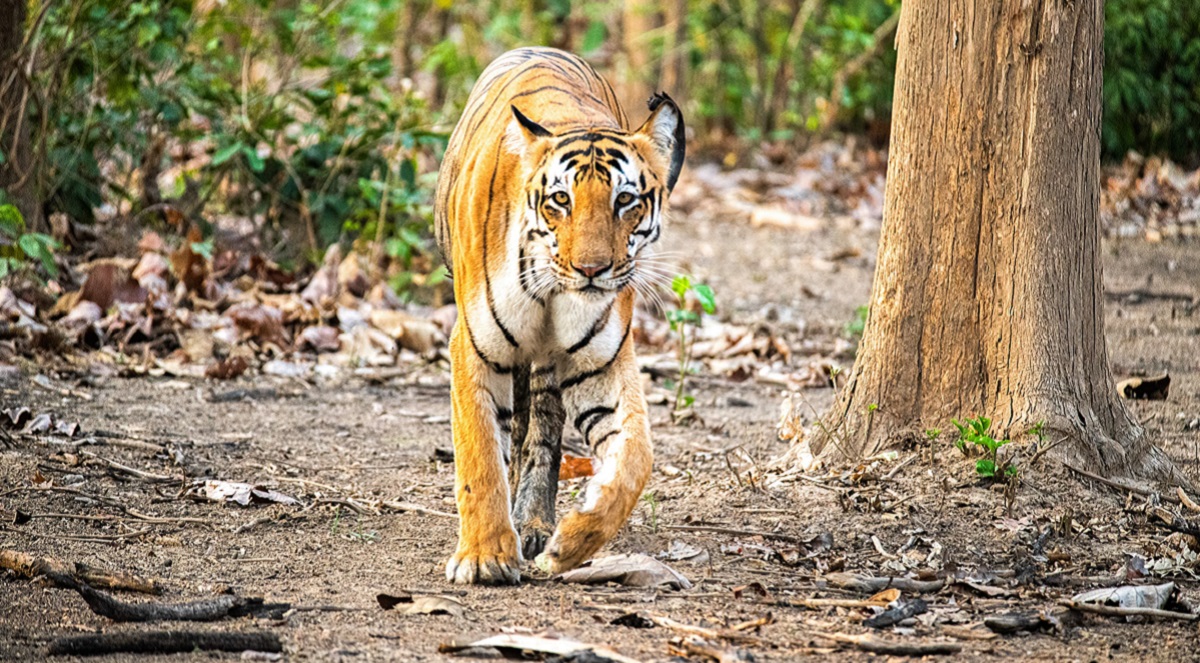 amangarh tiger reserve tiger count to begin with trap cameras