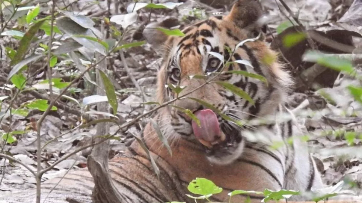 बाघ और तेंदुए को पकड़ने के लिए ड्रोन कैमरे से की जा रही है निगरानी, क्षेत्र में लगाई गई तीन टीमें
