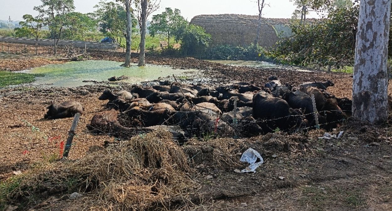 saki drain blocked flood threat in valla due to animal waste