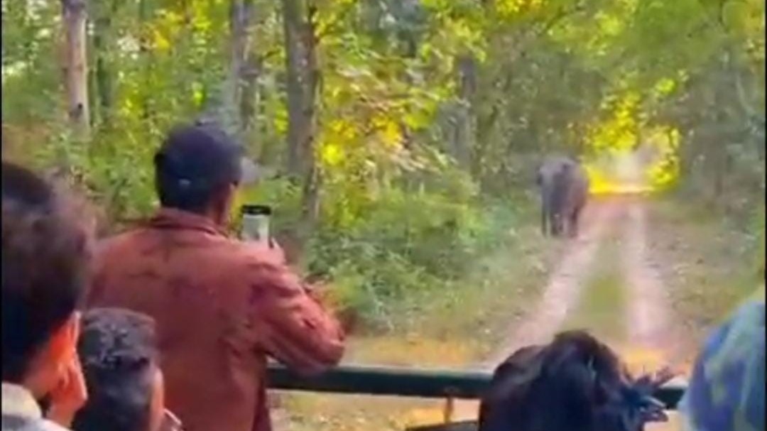 elephant sighting thrills tourists on katarniaghat jungle safari