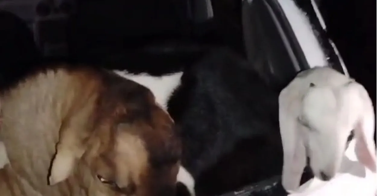 सर्दी आते ही कार में आने वाले चोरों की इस गांव में दहशत, रात में ले गए 20 भेड़
