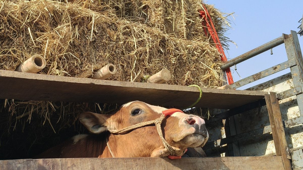 cow smuggling racket busted in punjab driver arrested