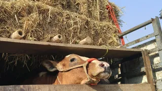 पंजाब में गो तस्करी का भंडाफोड़ हुआ है।