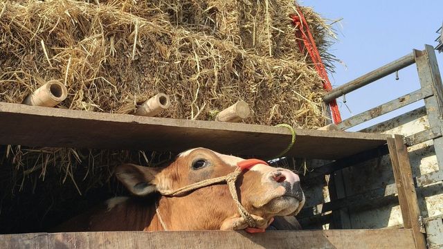 पंजाब में गो तस्करी का भंडाफोड़, पराली के नीचे छिपाकर ले जाई जा रही थीं गाय; ड्राइवर गिरफ्तार
