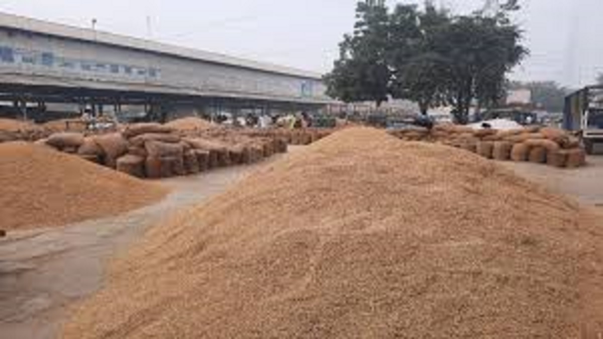 prayagraj farmers forced to sell paddy at low prices due to rain