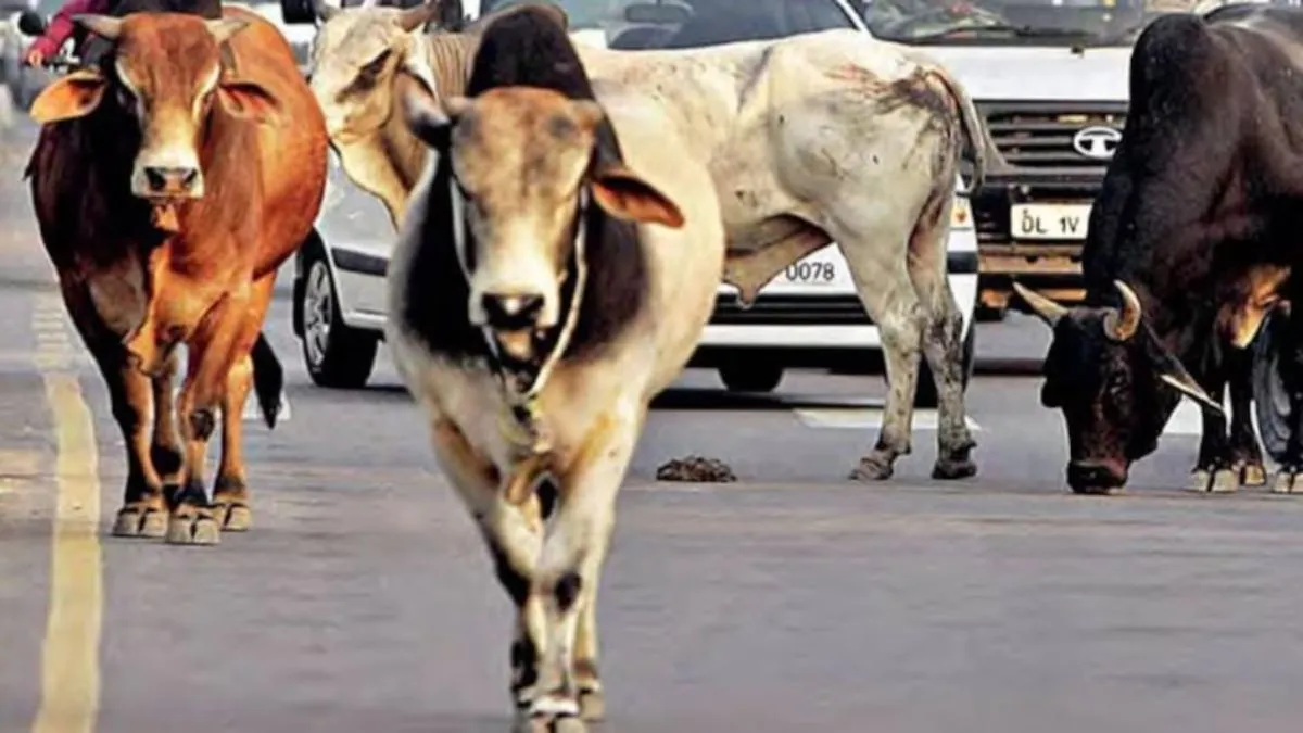 24 गौशालाएं और करोड़ों खर्च, फिर भी सड़कें गायों की... ग्रेटर नोएडा में दुर्घटना का इंतजार
