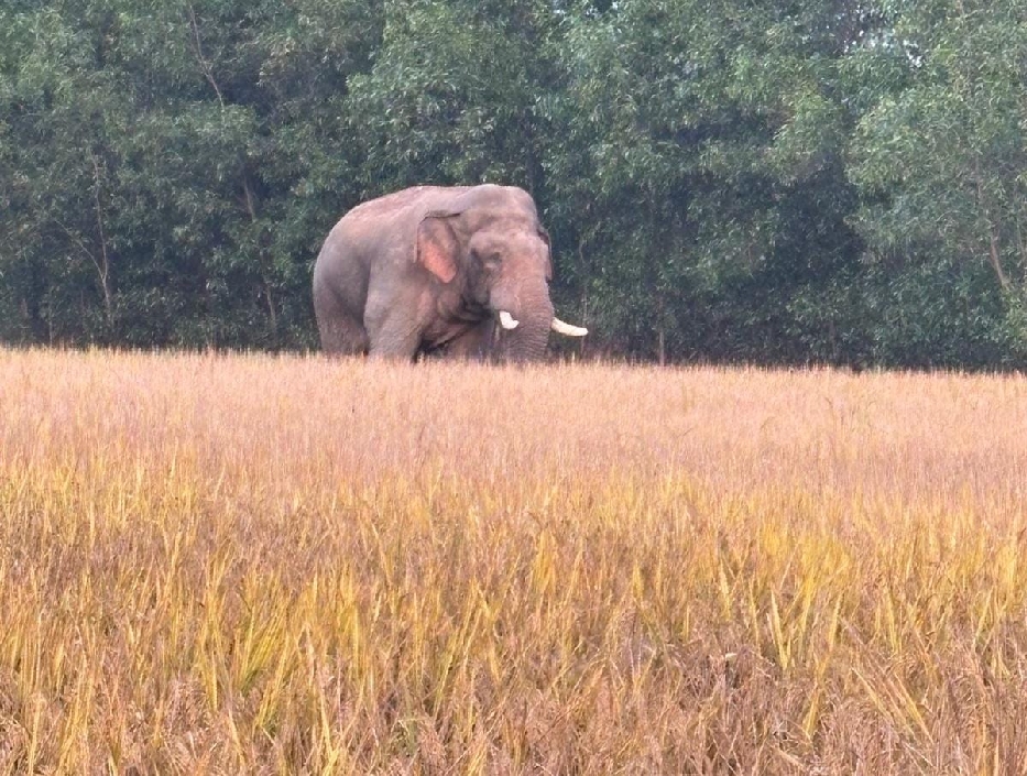 wild elephants destroy crops in saraikela farmers fear attack