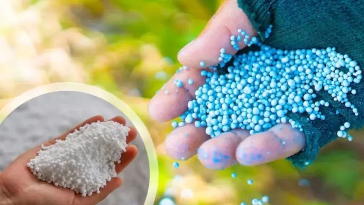 fertilizer price which was rs 1470 has increased to rs 1900 causing distress to farmers in himachal