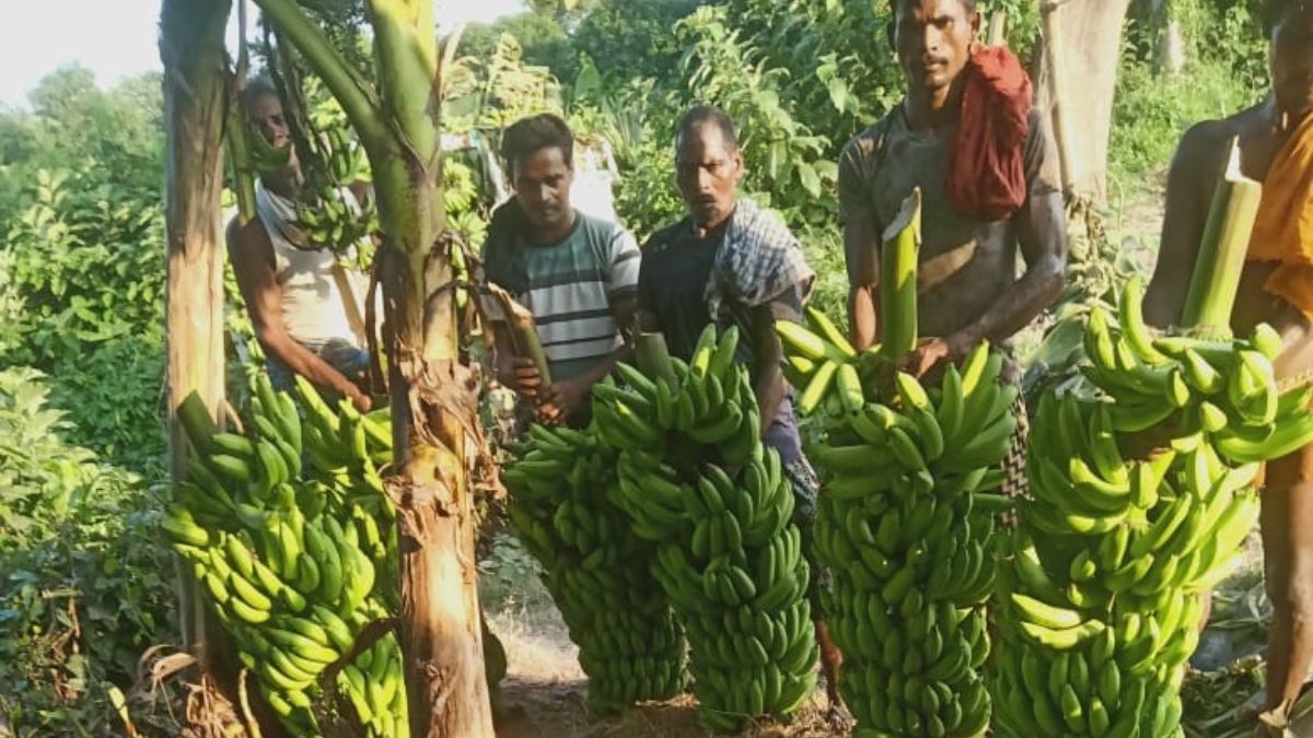 gopalganj farmers transforming livelihoods with papaya and banana farming