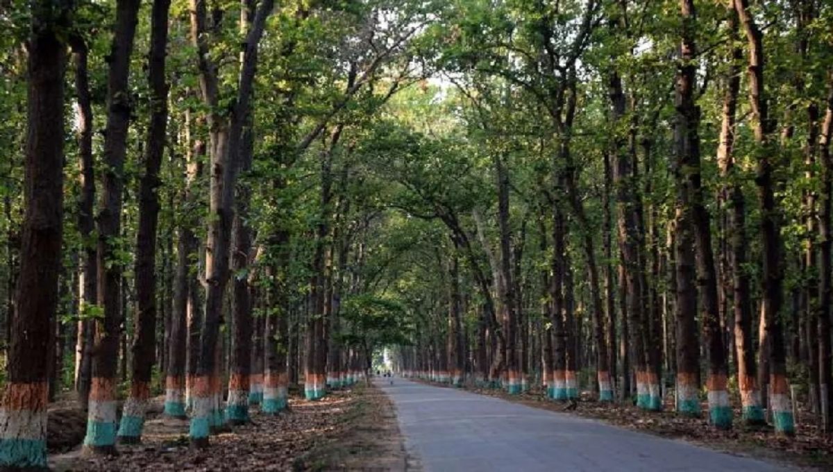 gorakhpur illegal timber smuggling exposed video viral