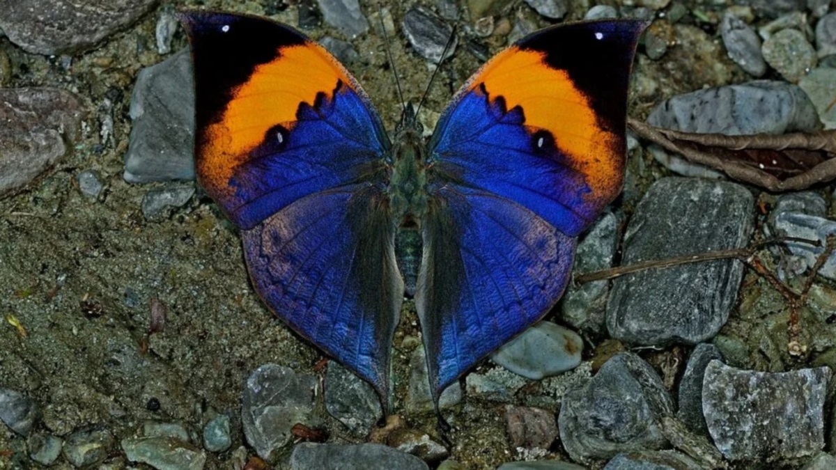 orange oakleaf butterfly to be mps state butterfly