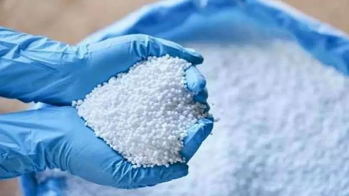 siwan dap and urea shortage at guthani biscomaun farmers worried