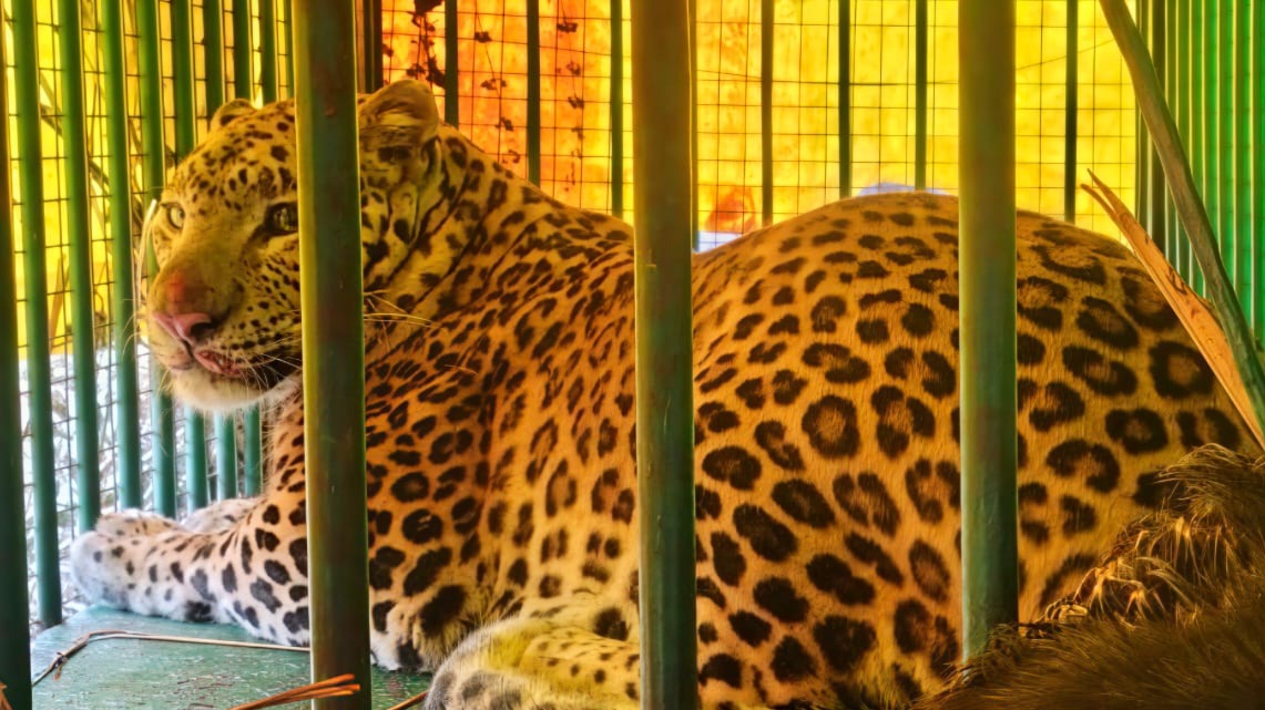 leopard captured in sitapurs khevta forest released in pilibhit